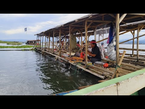 SUMPAH ENAK PISAN MANCING DISINI IKAN NYA  GACOR BENER