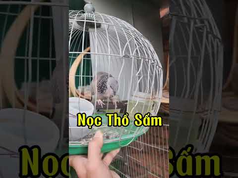chim cu gáy thổ sấm giọng gáy quá phê