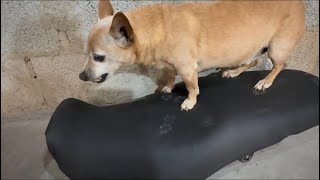 Pinscher querendo andar de moto ￼
