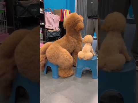 The Dog Groomer 5