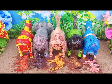 POTONG SAPI QURBANI IDUL IDHA/ SIMULASI POTONG SAPI