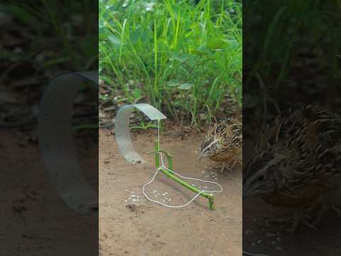 Beautiful Creative Unique Quail Trap Technique #shortvideo #youtube #youtubeshorts