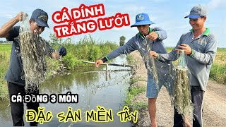 "CÁ NHIỀU KHỦNG KHIẾP" Chú Út Làm Món Độc Lạ Từ Cá Lòng Tong Ai Ăn Cũng Khen | Bông Lúa Đồng Tháp