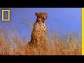 Cheetah Cubs and Gemsbok Adventure Quiz