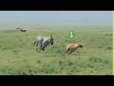 A HIENA PAGOU O PREÇO QUANDO ATACOU A ZEBRA
