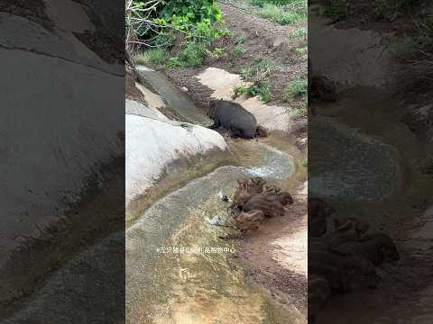 Amazing Wild Boar Sliding 🐗 #warthog #pig #boar #hog #viral #animal #wildpig #wildboar #wildlife
