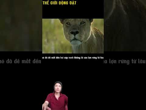 Sư tử bị lợn rừng đâm trọng thương. #shortvideo #shorts  #thegioidongvat.