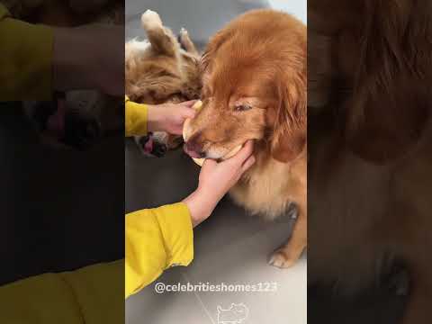 Barkmitment Issues: When Treats Meet Teeth.#dog #dogs #puppy #funnyanimals #funnypets