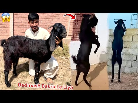 SURPRISE😳 BLACK MARNY WALA BAKRA LE LIYA😍