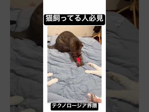 飼い猫の正しい使い方　#shorts #instagram #reels #technology