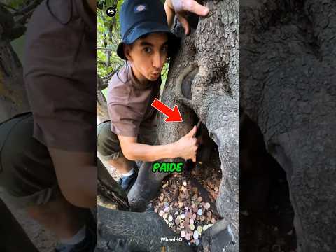 Why Do People Hammer Coins Into This Tree? 🌲