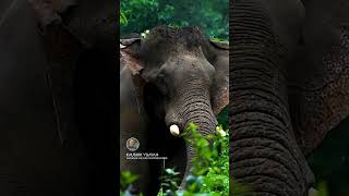 കാടും കാടിന്റെ മക്കളും ഇഷ്ടപെട്ടാൽ അഭിപ്രായം പറയണേ 🌳🦌🐘🐅 | Wildlife with Kaushik Vijayan