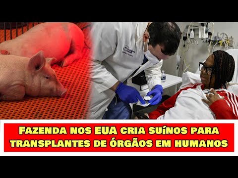 Fazenda nos EUA cria suínos para transplantes de órgãos em humanos