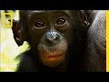 Understanding Bonobos and Their Conservation