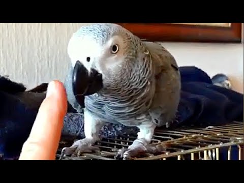 Я тебя укушу! Прыгнешь к рыбкам будет капух! Попугай Тимоша. #shorts