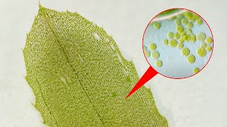Elodea under the microscope | Cytoplasmic streaming in plant cells