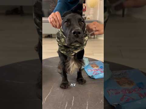 Lo sapevate che le ORECCHIE dei COCKER sono SUPER DELICATE?? 🐶👂 #shorts #cane #funnyvideo