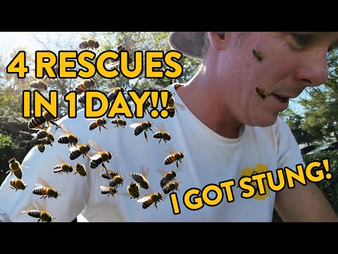 No Bee Suit and 4 Bee Rescues in ONE Day... in November!?!?