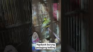 ngobyok burung sogon