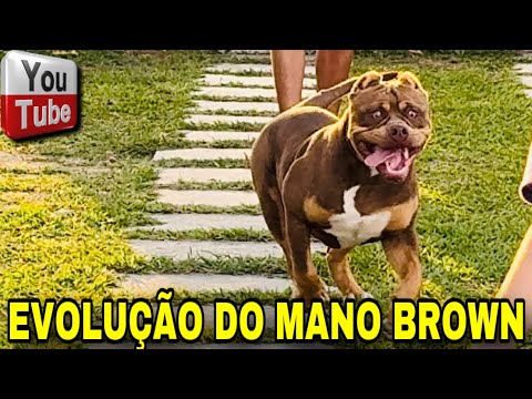 🎨 VEJA COMO O MANO BROWN ESTÁ COM 4 MESES!