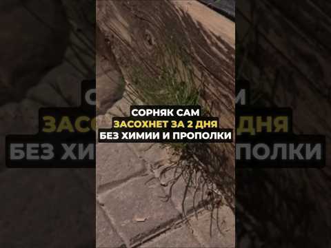 Сорняк засохнет через 2 дня #дача #огород #сорняки