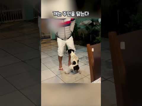 개는 주인을 닮는다?! 🐾👀 #shorts