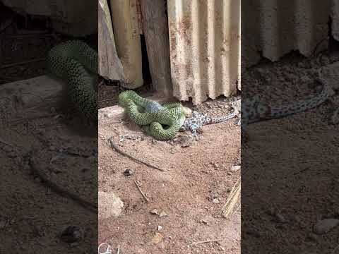 Snake vs gecko