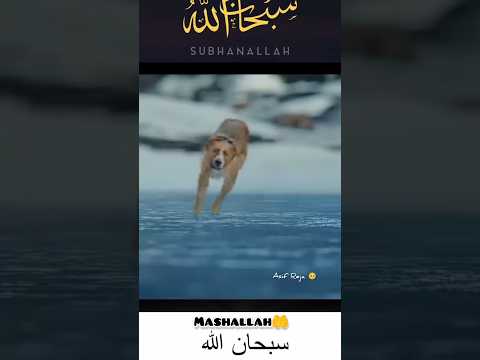 The quality of my Islam 🥺🤲❤️🩹#allahuakbar #subhanallah #mashallah #subhanallah #shorts #youtube