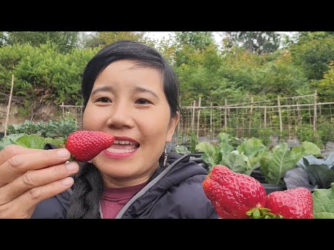 THU HOẠCH DÂU TÂY ,BÔNG CẢI TÍM, BÔNG CẢI TRẮNG, BÔNG CẢI VÀNG,  XÀ LÁCH ĐỎ,MÙNG TƠI ĐỎ