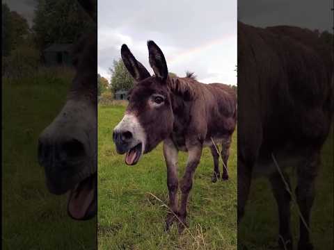 Quand Un Âne et Cheval Font Un Bébé ! #shorts