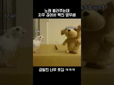 앵무새가 빡치면 위험한 이유