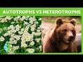 Types of Nutrition in Organisms