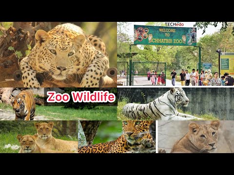 Chattbir zoological Park chandigarh  Lion 🦁 Tiger 🐯All  Animals  🦓 🦒 wildlife