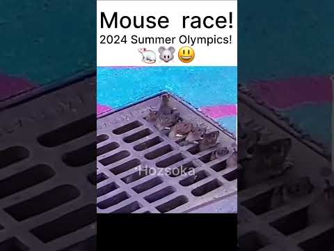 Mouse race! 2024 Summer Olympics! Paris is ready! #animalsvideo