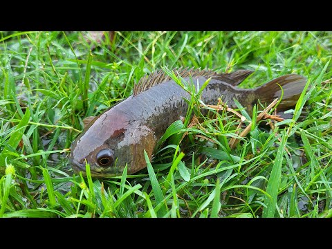 Fishing in Rainy Season: Catching Climbing Perch Fish & Catfish Catch in Rain #fish