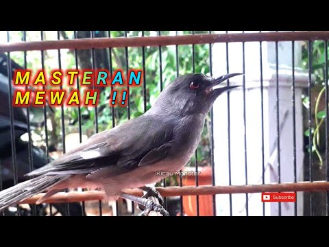 BURUNG MASTERAN BANYAK DI CARI