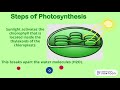 Exploring the Process of Photosynthesis