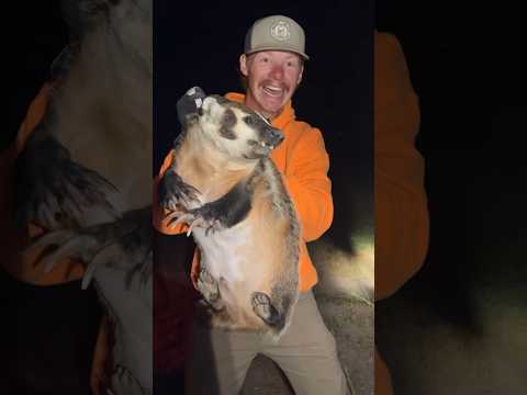 Name this animal…wrong answers only 🦡 #redneck #liveaction #barehand #adrenaline #westernelevation