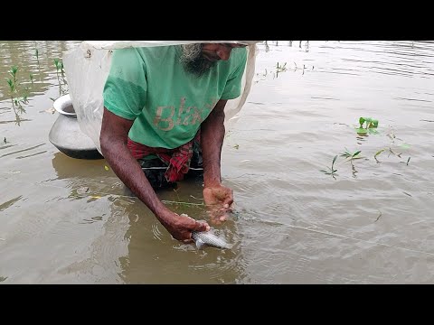 শেষ বৃষ্টিতে কারেন্ট জালে এত বড় বড় পুটি শিং কৈ মাছ। Fish catching in Bangladesh। Village fishing