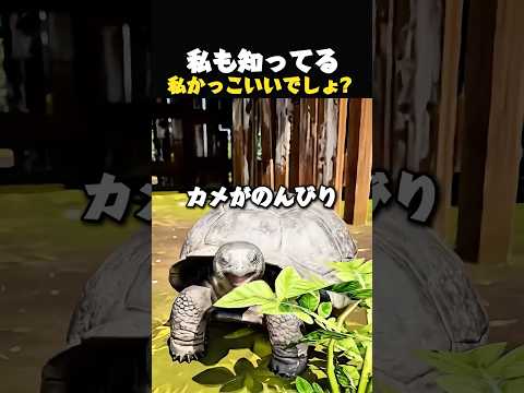 水牛のすごい判断,動物園の小さな奇跡