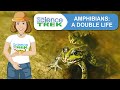 Amphibian Biology and Behavior