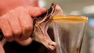 Florida's DEADLY Snake Problem Nobody Wants to Talk About