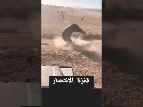 الثور ينتصر #مضحك #شاص #سيارة #حرب #هدنه