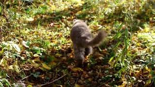 muffyforest