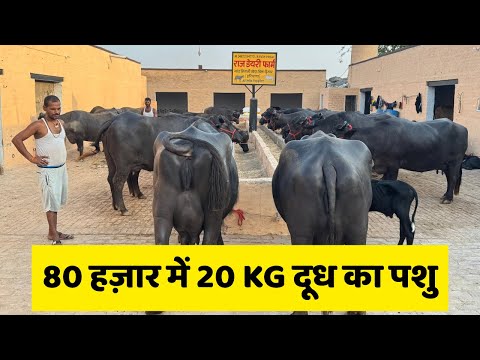 पूरे हरियाणा में जायज कीमत पर पशु देने वाला एक ही फार्म - Raj Dairy Farm 