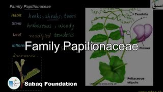 Family Papilionaceae