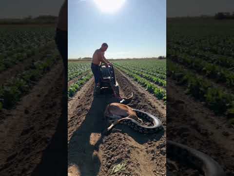 Man finds python eating his goat on farm