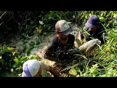 INSIDEN..!! TERBUKTI KALI INI KEBRUTALAN IKAN TOMAN SAMPAI MEMAKAN KORBAN