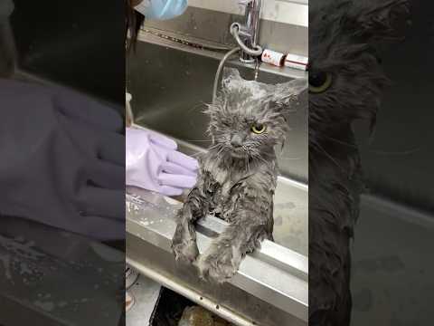 Cats hate taking baths.