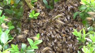 2021 Bienenschwarm